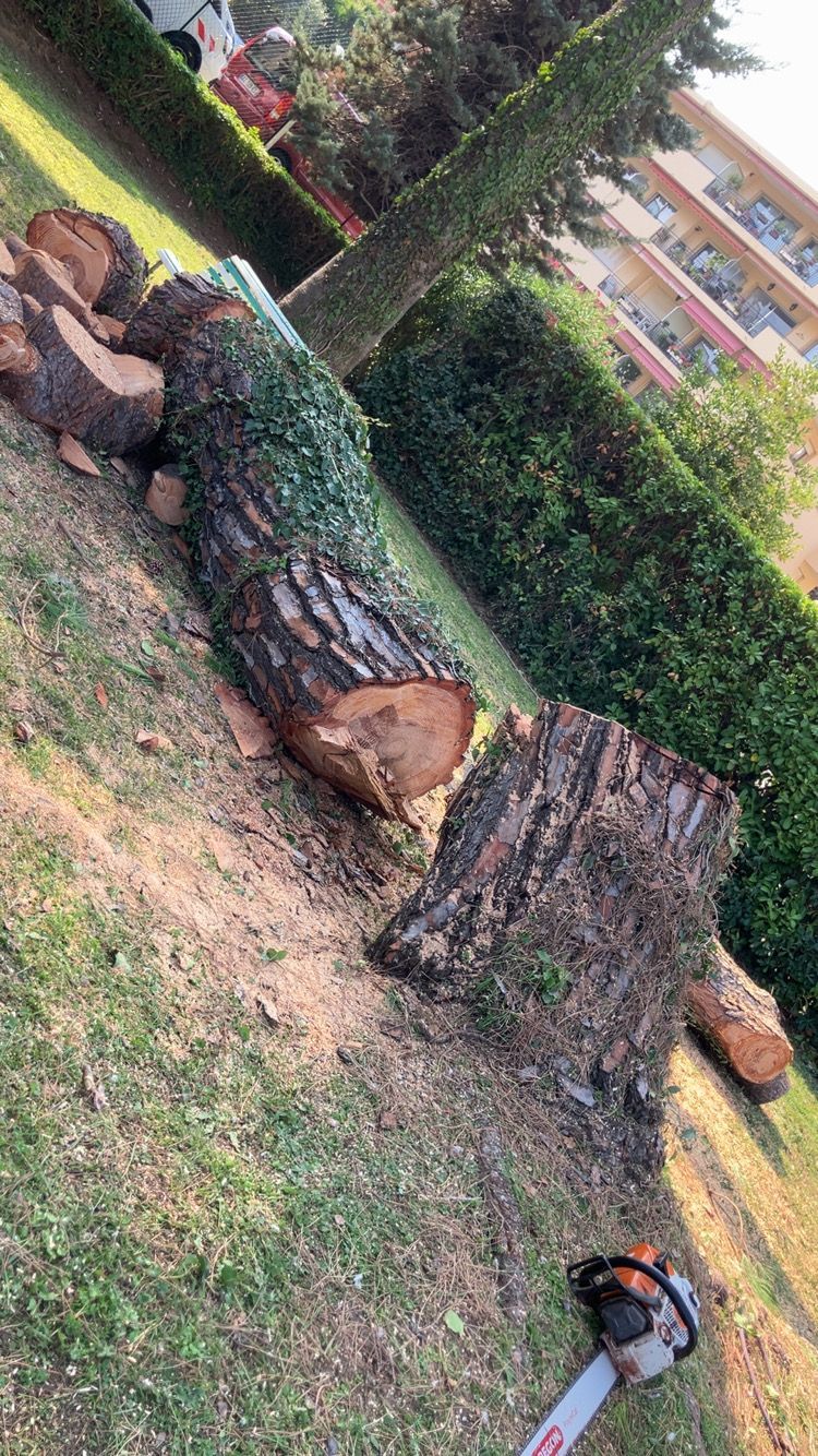Deux gros troncs d'arbres tombés sur l'herbe dans un parc, une personne accroupie .