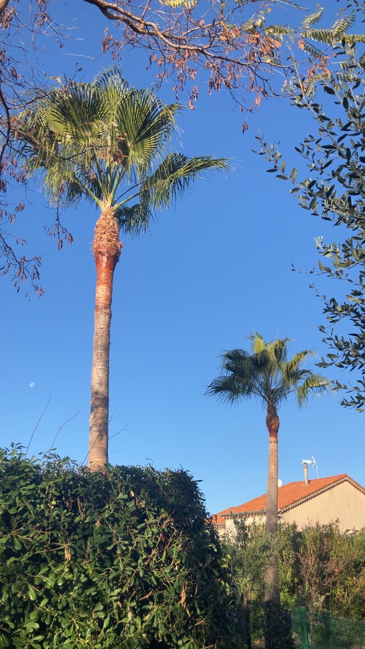 De grands palmiers se détachent sur un ciel bleu azur, au-dessus d'une maison et d'une haie dans un jardin ensoleillé.