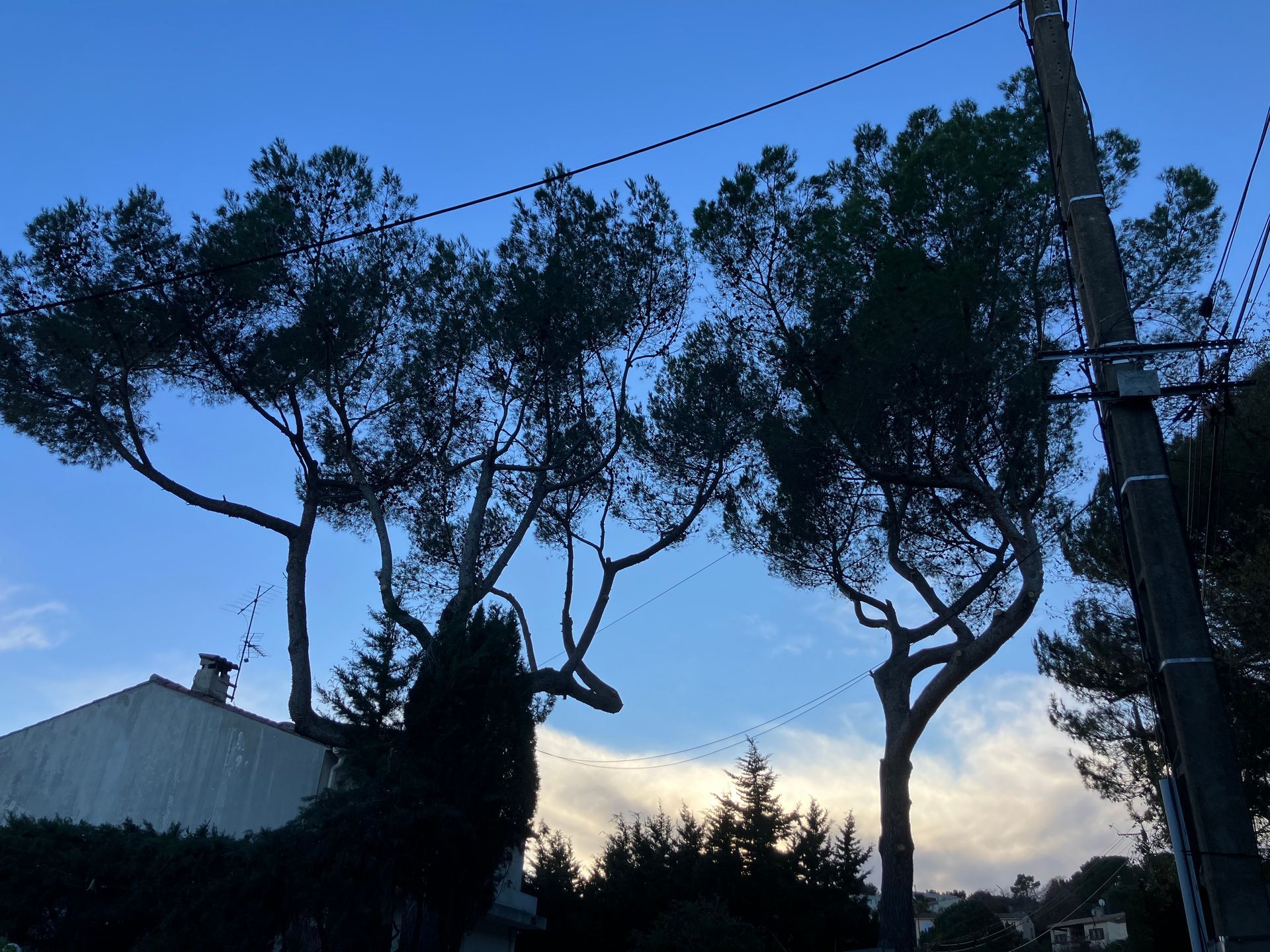 Des arbres se découpent sur un ciel bleu au crépuscule, avec le toit d'une maison et des lignes électriques visibles.