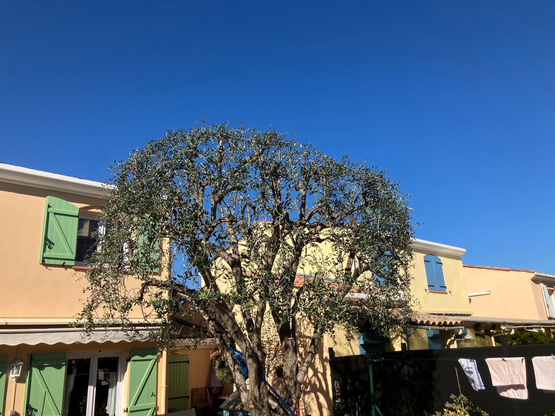 Grand arbre devant un bâtiment beige aux volets verts, sous un ciel bleu clair.