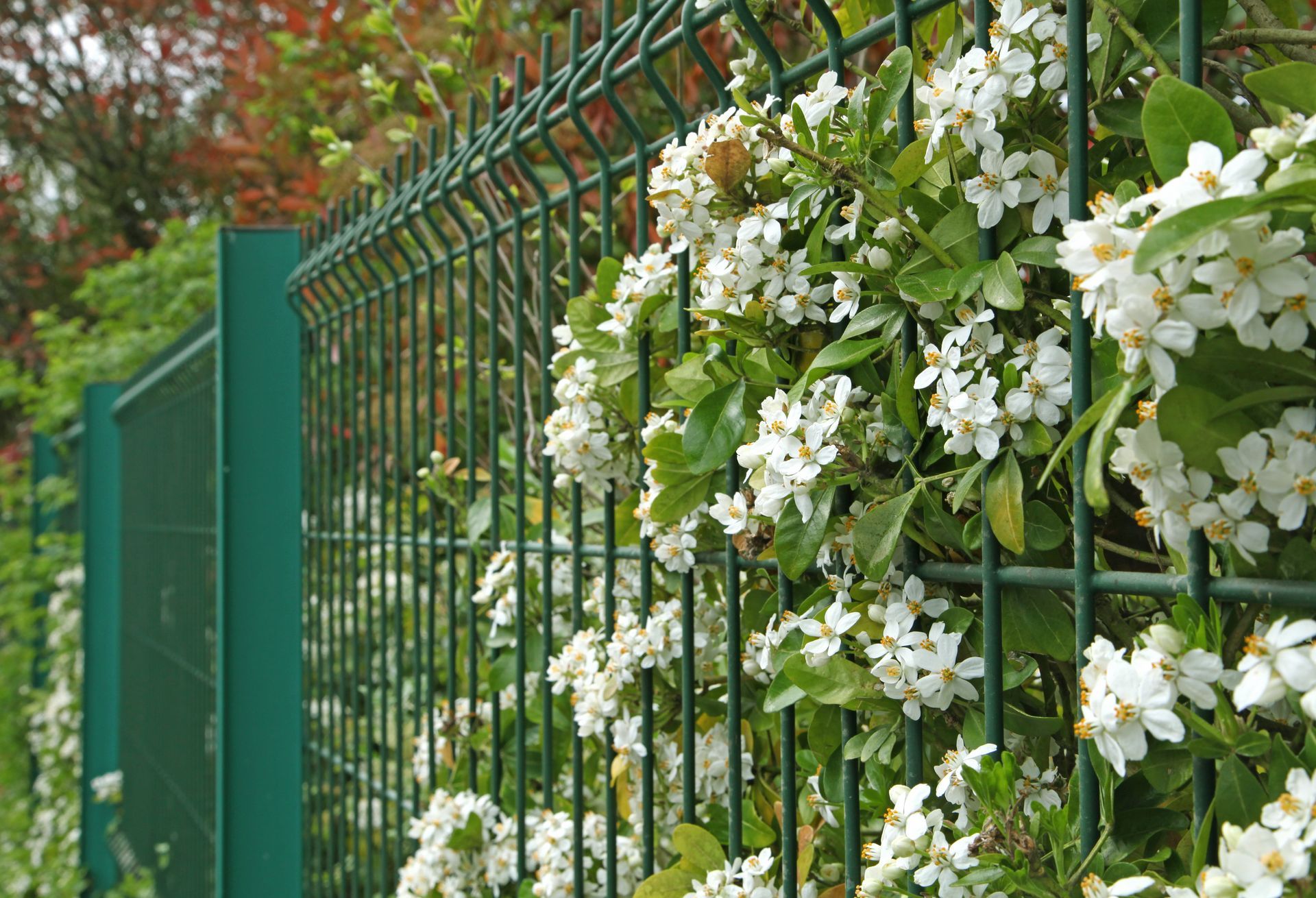 Clôture de jardin en grillage