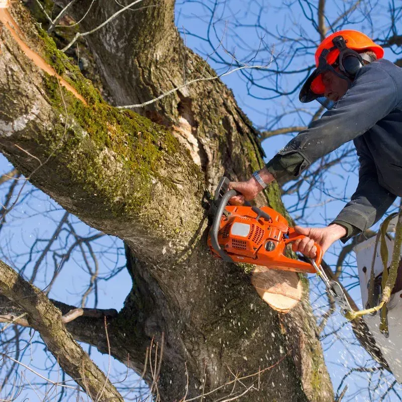 Person in Sicherheitskleidung, die mit einer orangefarbenen Kettensäge einen großen Baumstamm zersägt