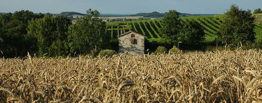 Périgord pourpre en Dordogne près de Bergerac et Montbazillac Périgord pourpre en Dordogne près de Bergerac et Montbazillac