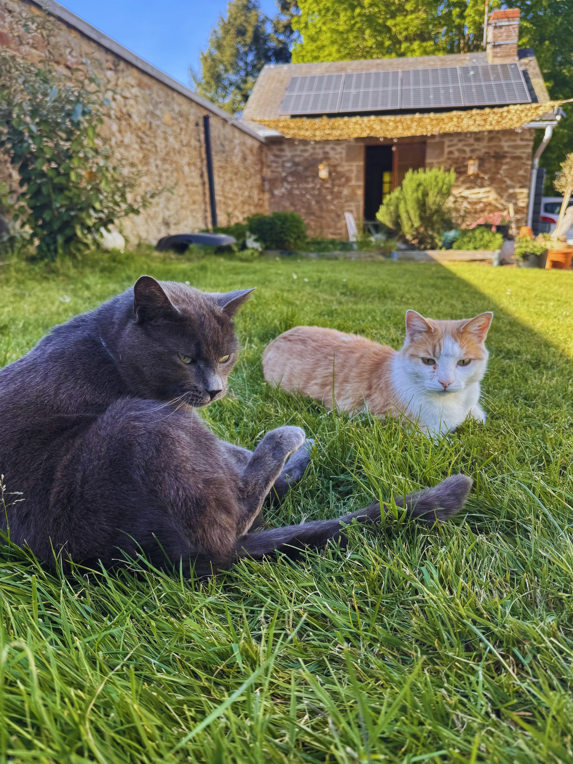 Nos chats vous accueillent