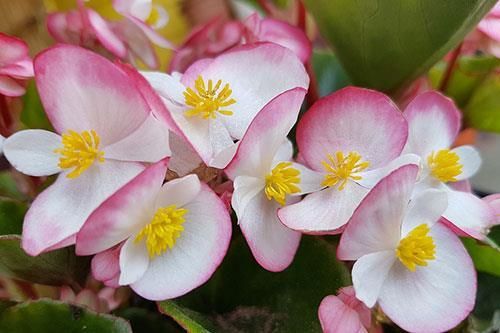 Eine Nahaufnahme eines Straußes rosafarbener und weißer Blumen mit gelber Mitte.