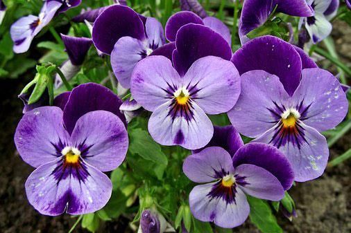 In der Erde wächst ein Strauß violetter Blumen mit gelber Mitte.