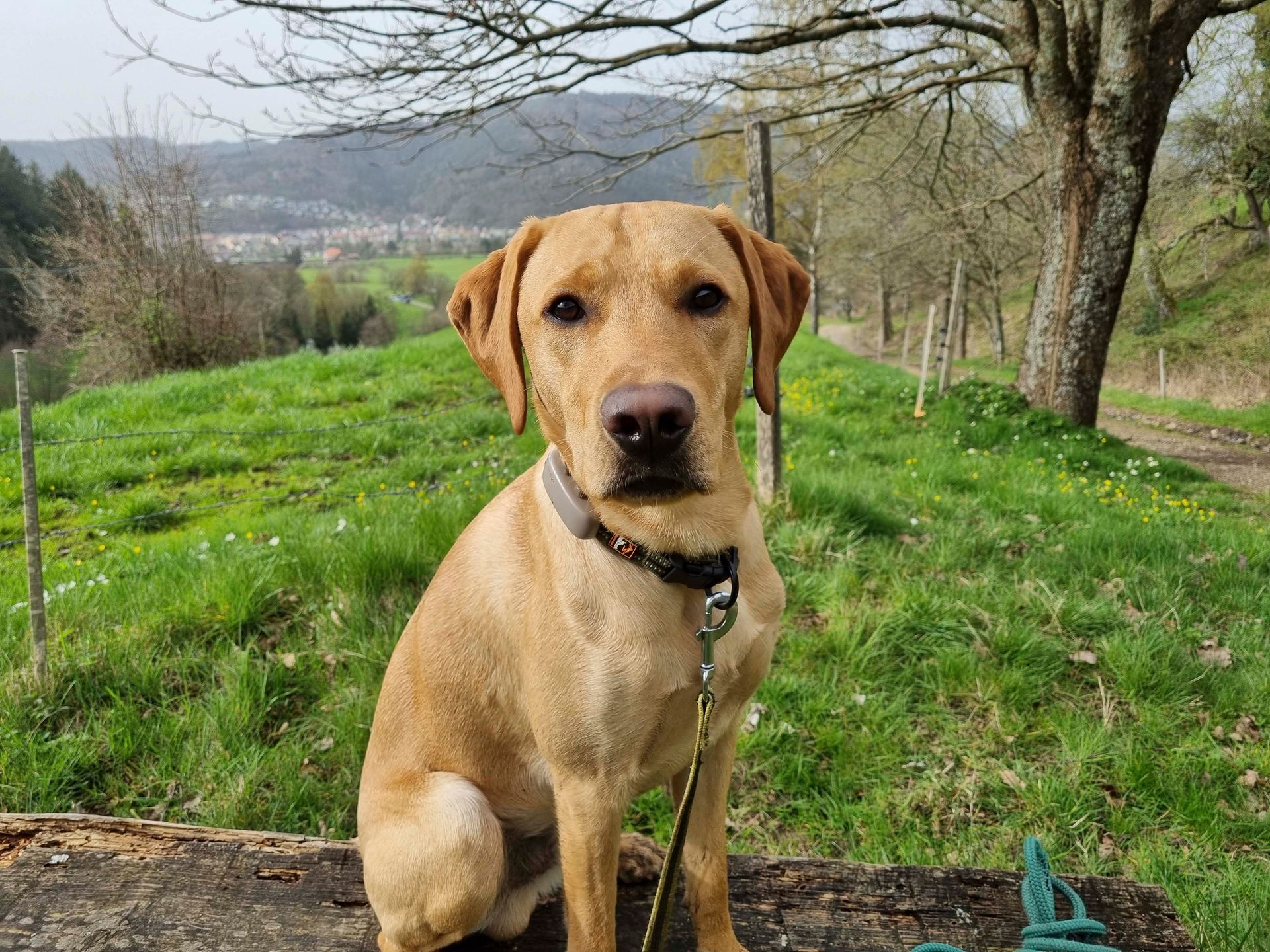 Ein Hund sitzt auf einem Baumstamm im Gras.