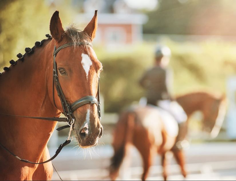 Un caballo castaño con una estrella blanca en la frente mira hacia la cámara, con un jinete a caballo borroso al fondo.