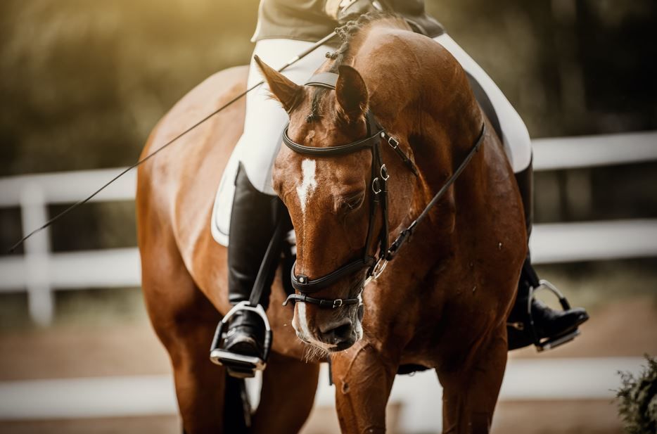 Un jinete monta un caballo marrón con una mancha