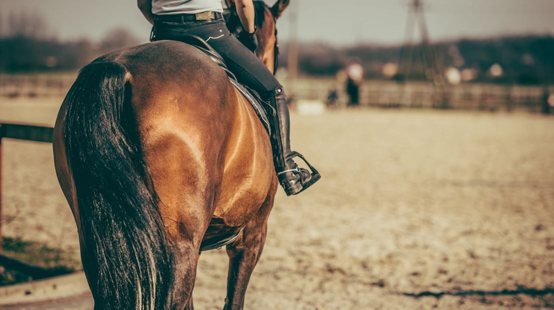 Una persona montando un caballo marrón en una pista de arena al aire libre.