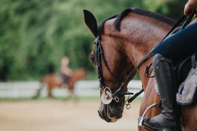 Primer plano de un caballo marrón con brida, con un jinete borroso y otro caballo en una pista de equitación al aire libre.