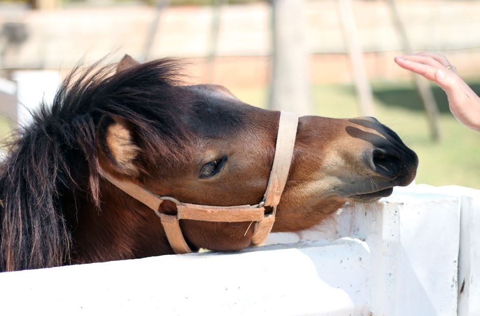 Un poni marrón de crin oscura