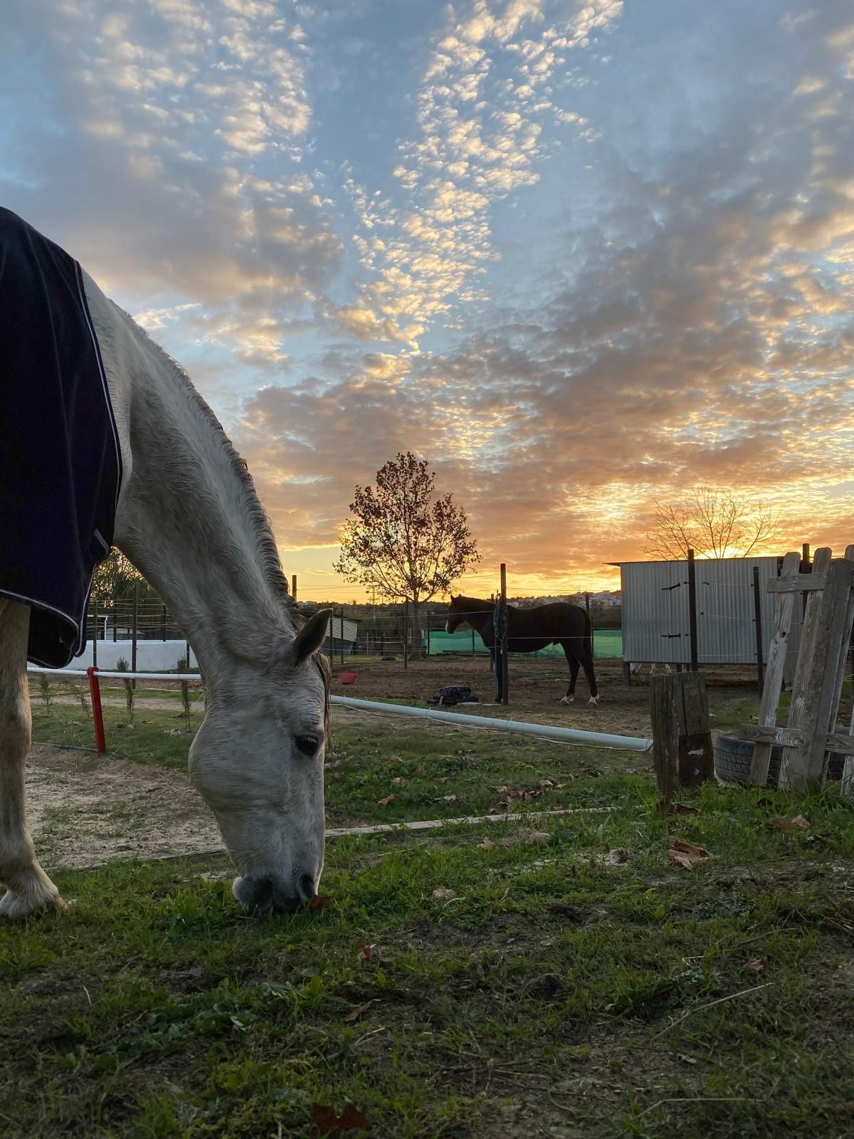 Una persona montando un caballo marrón en una pista de arena al aire libre.