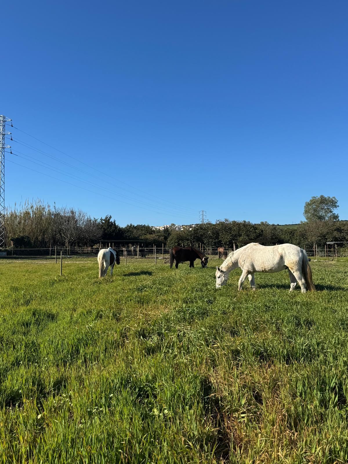 Una persona montando un caballo marrón en una pista de arena al aire libre.