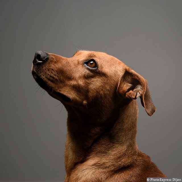 Un chien de profil