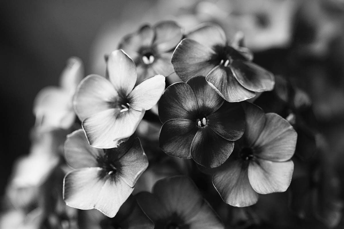 Fleurs en noir et blanc