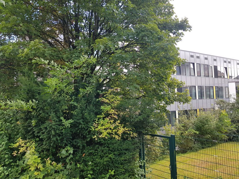 Baum vor einem Gebäude mit Fenstern, hinter einem Zaun. Grünes Laub und bedeckter Himmel.