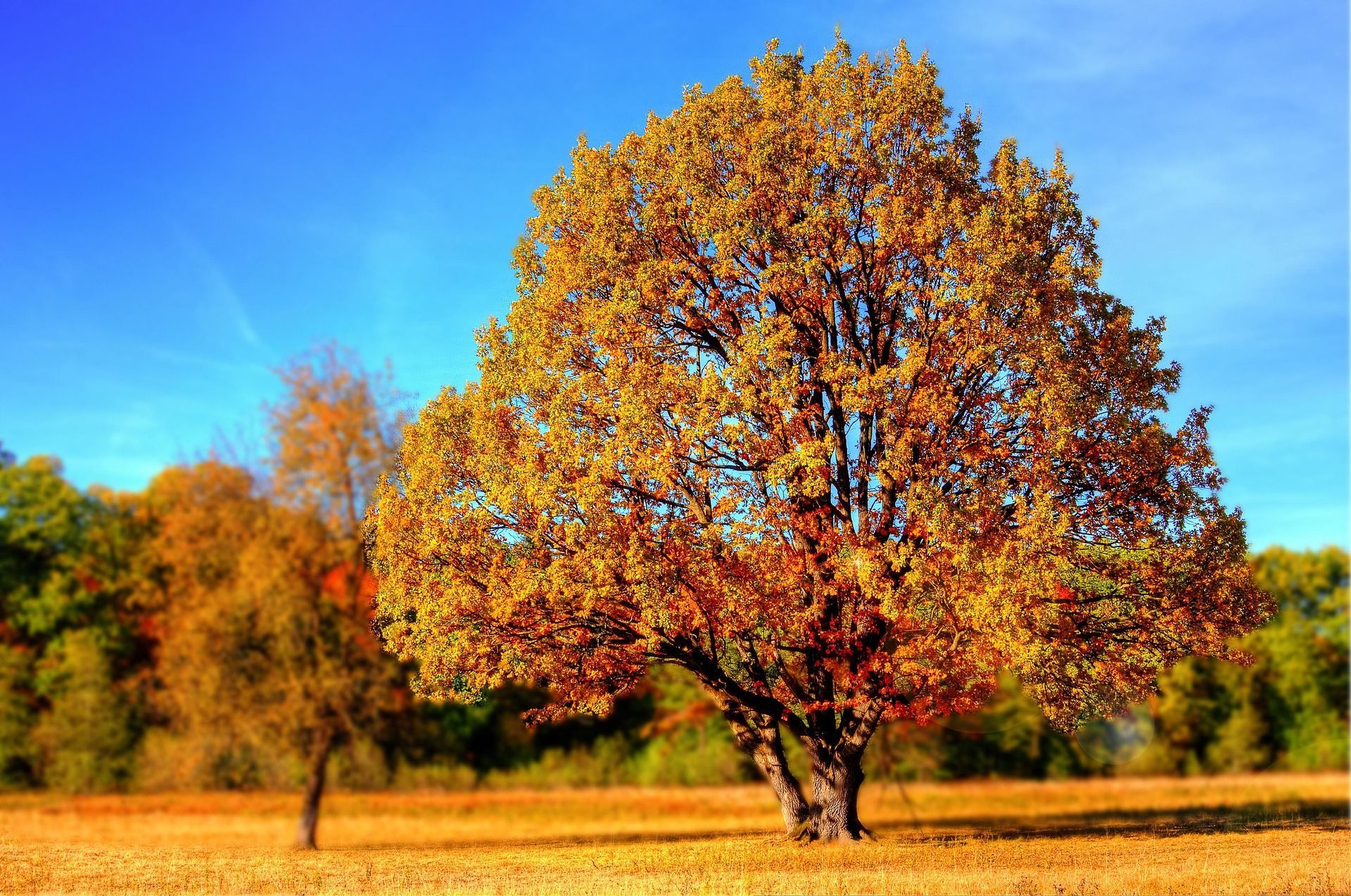 Blick auf das herbstliche Maintal vom Staffelberg aus mit bunten Blättern