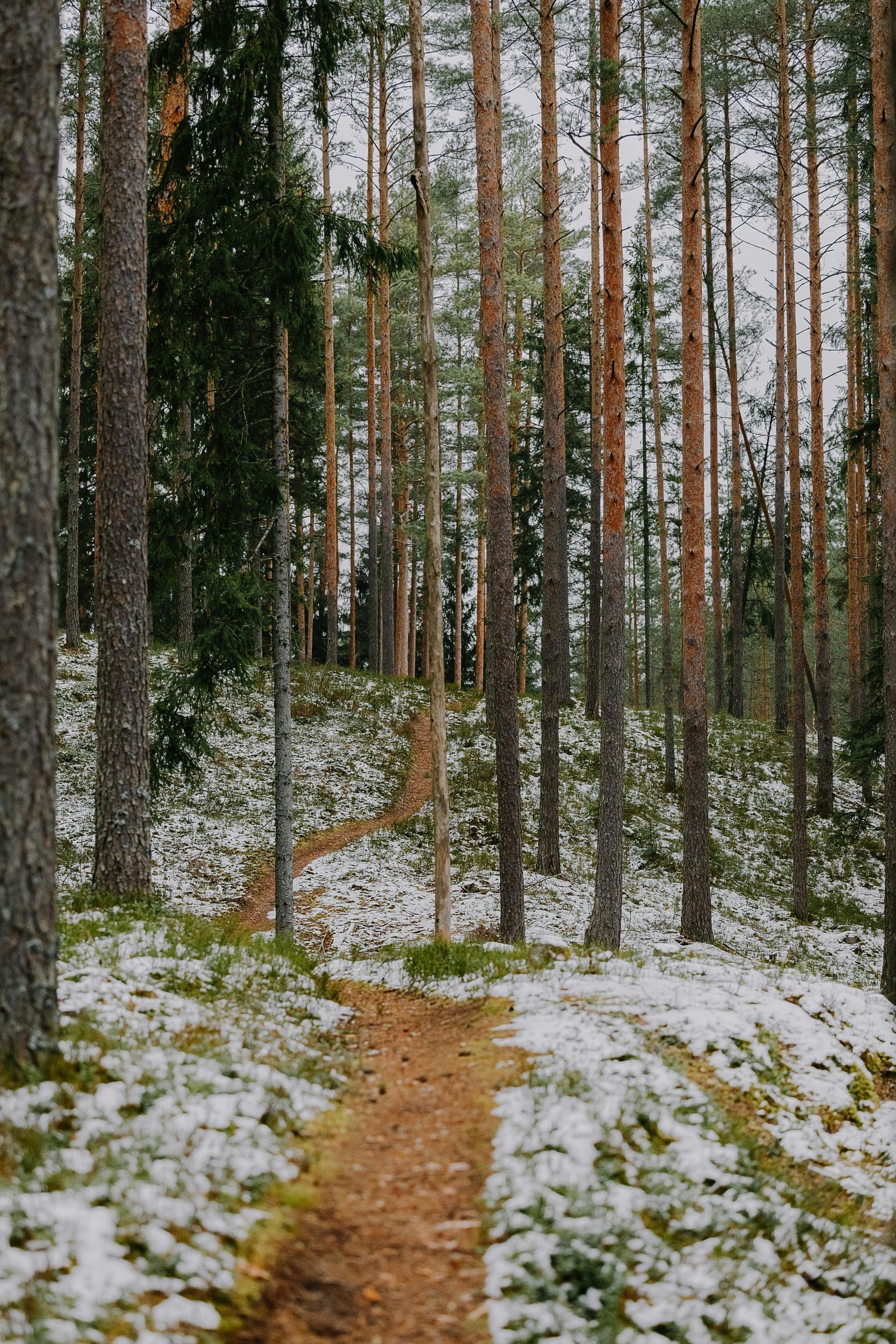 Polku lumisessa metsärinteessä