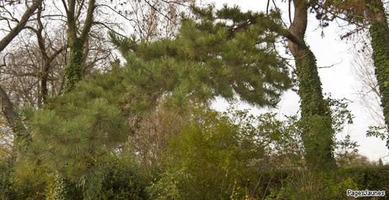 Taille, élagage et abattage d'arbres à Toulouse