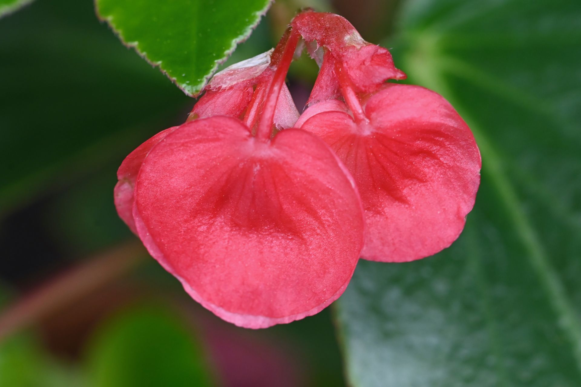 Fleur rose foncé