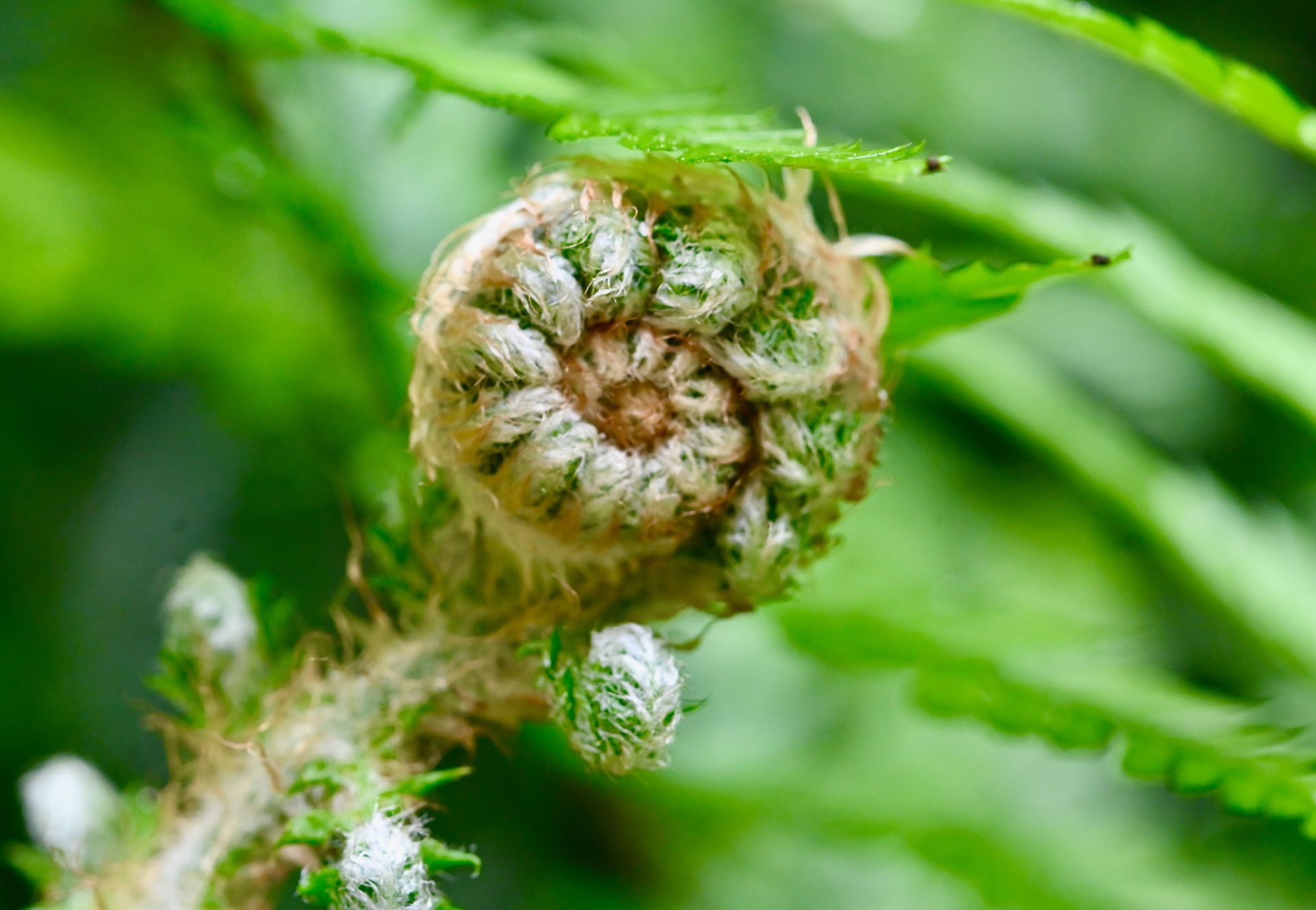 Perles de rosée sur feuilles