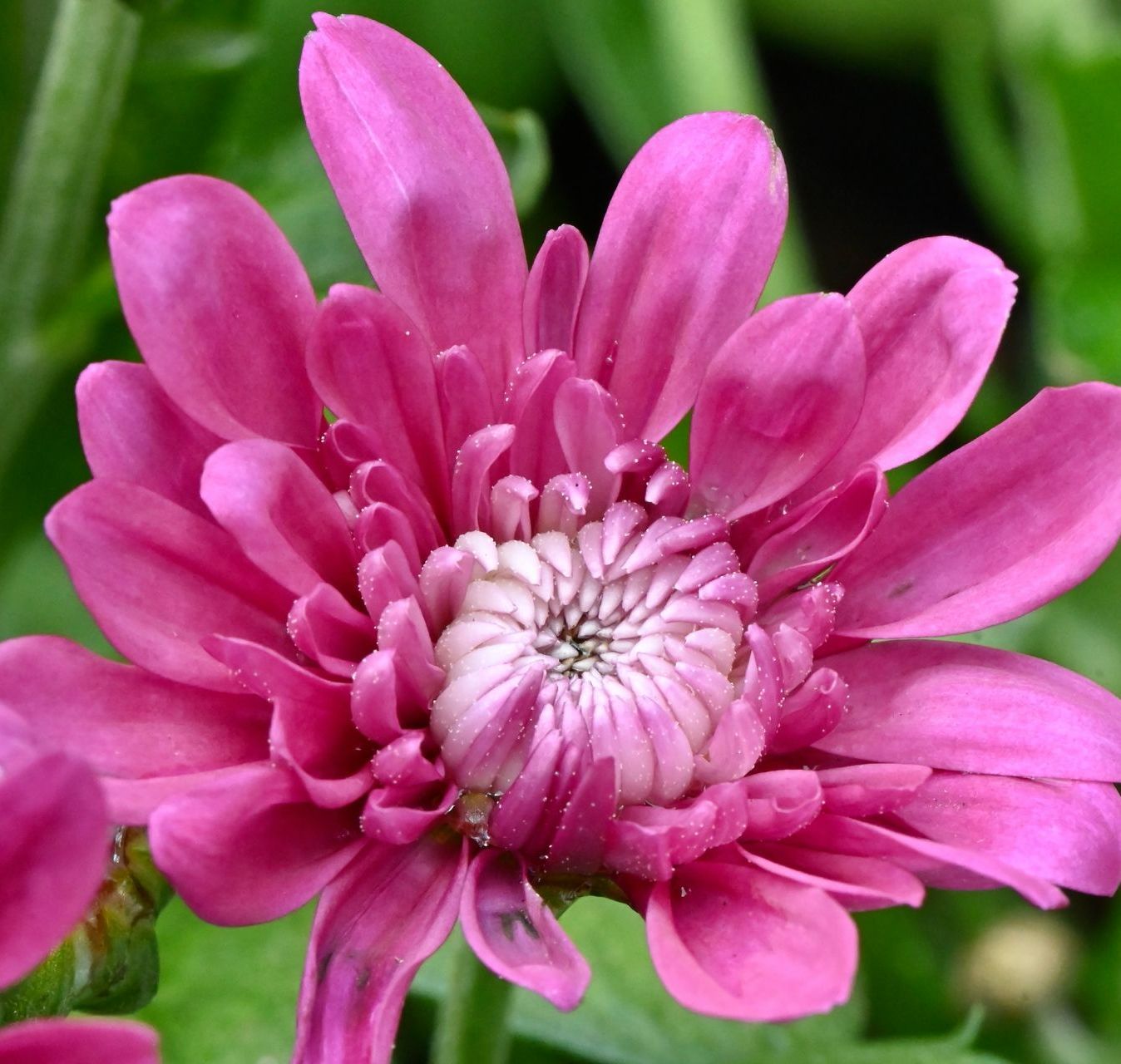 Fleur fushia rose