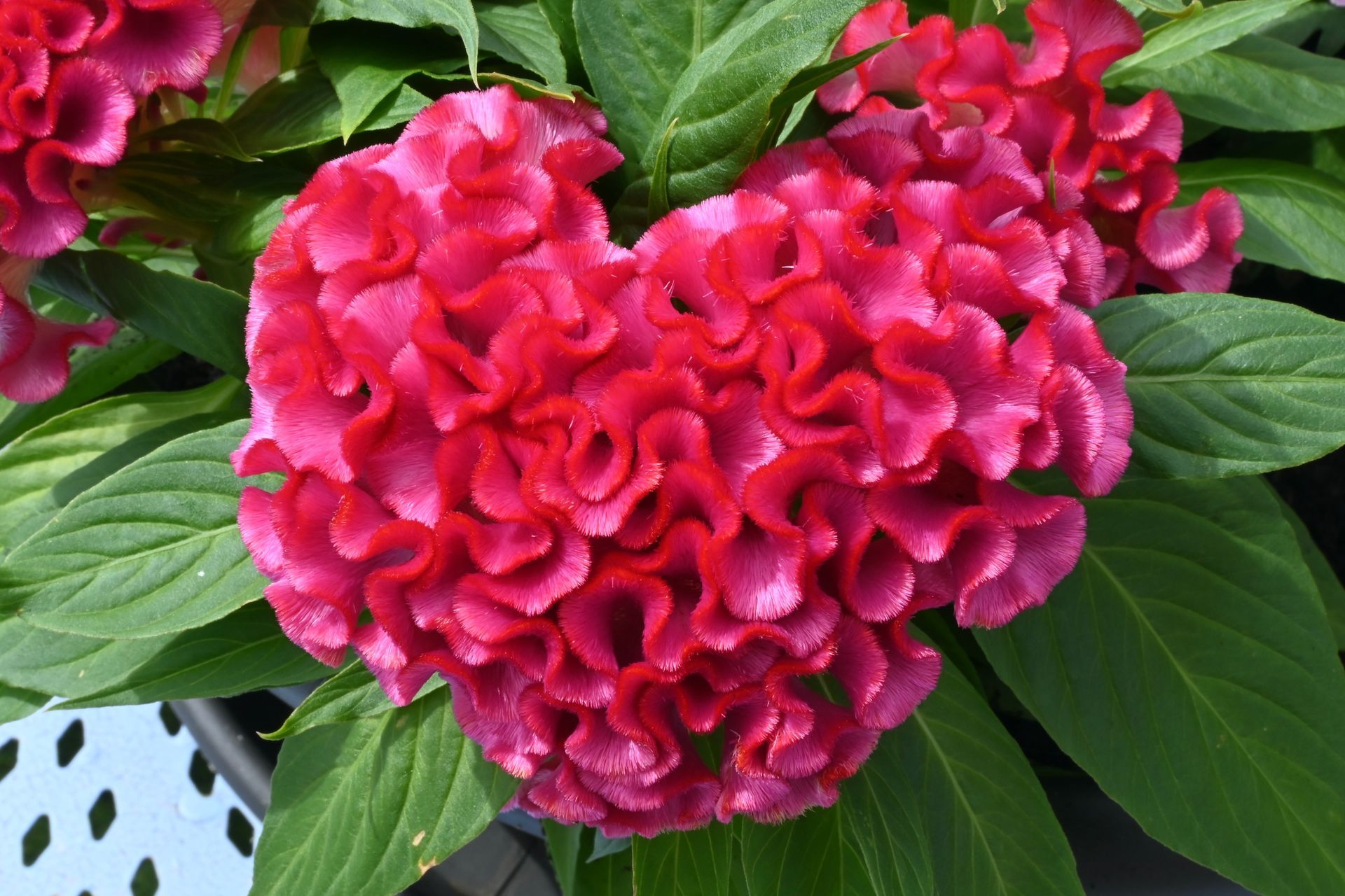 Fleurs roses en forme de coeur