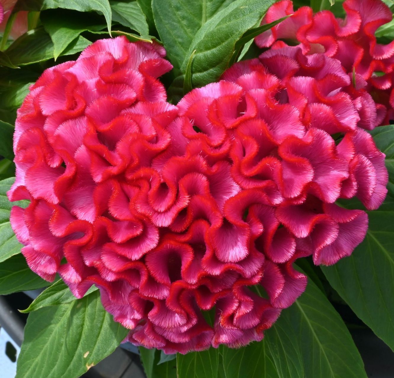 Fleurs roses en forme de coeur