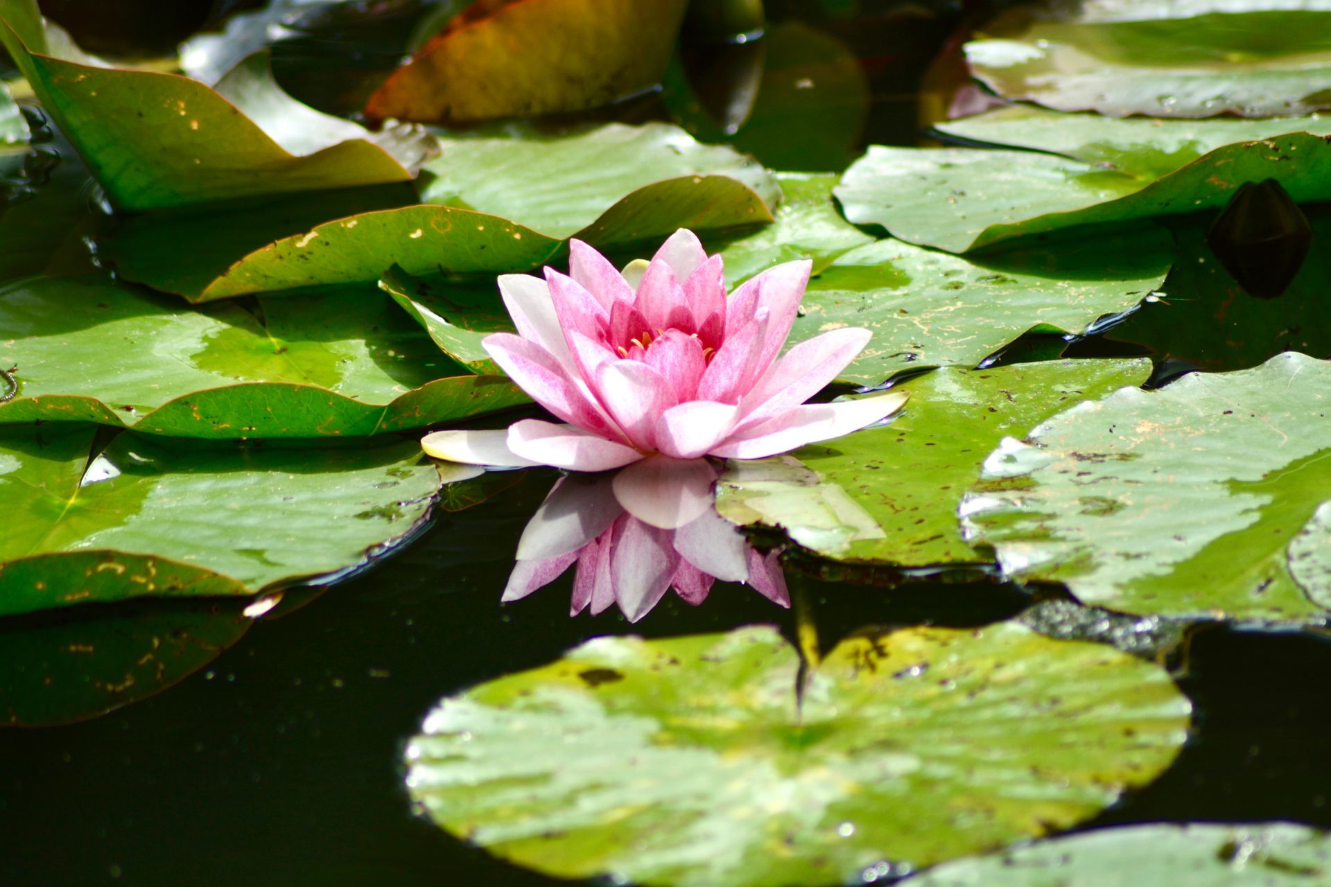 Nénuphar rose sur l'eau