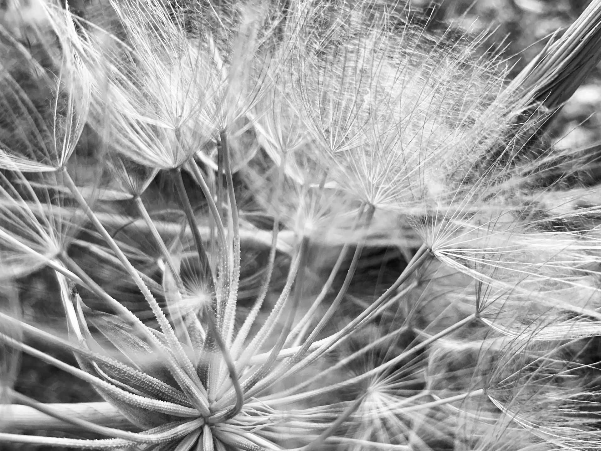 Pissenlit en noir et blanc