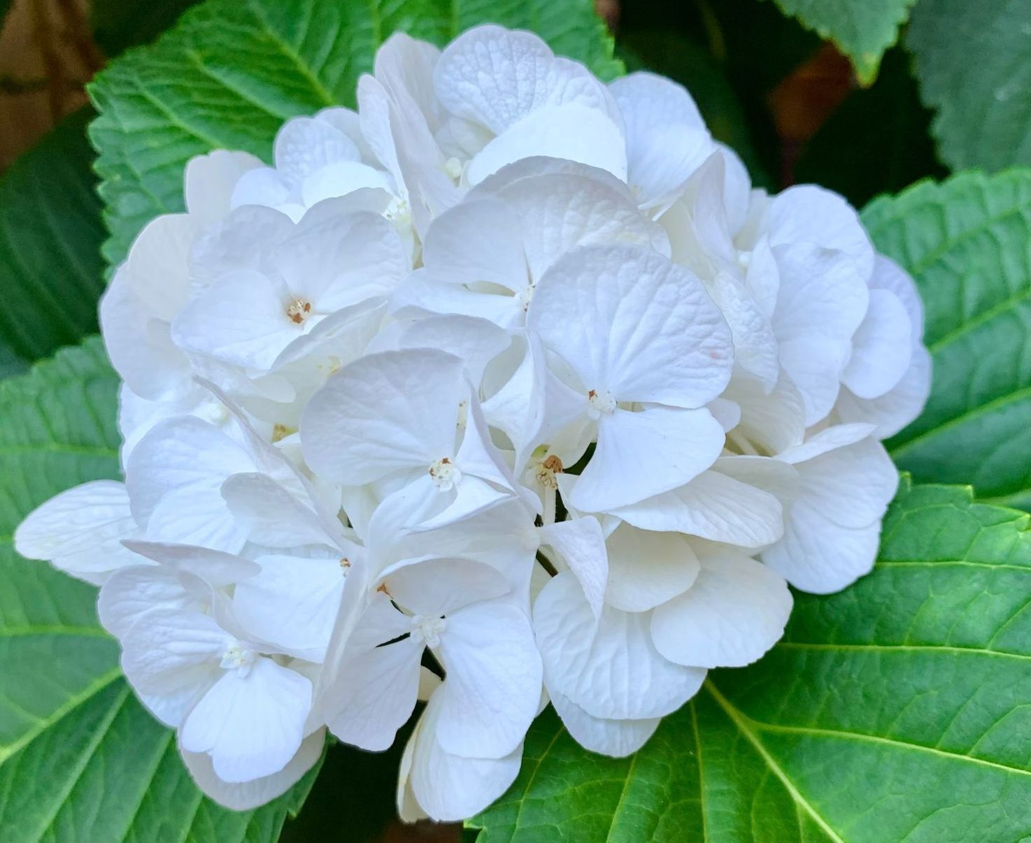 Hortensia blanc en éclosion