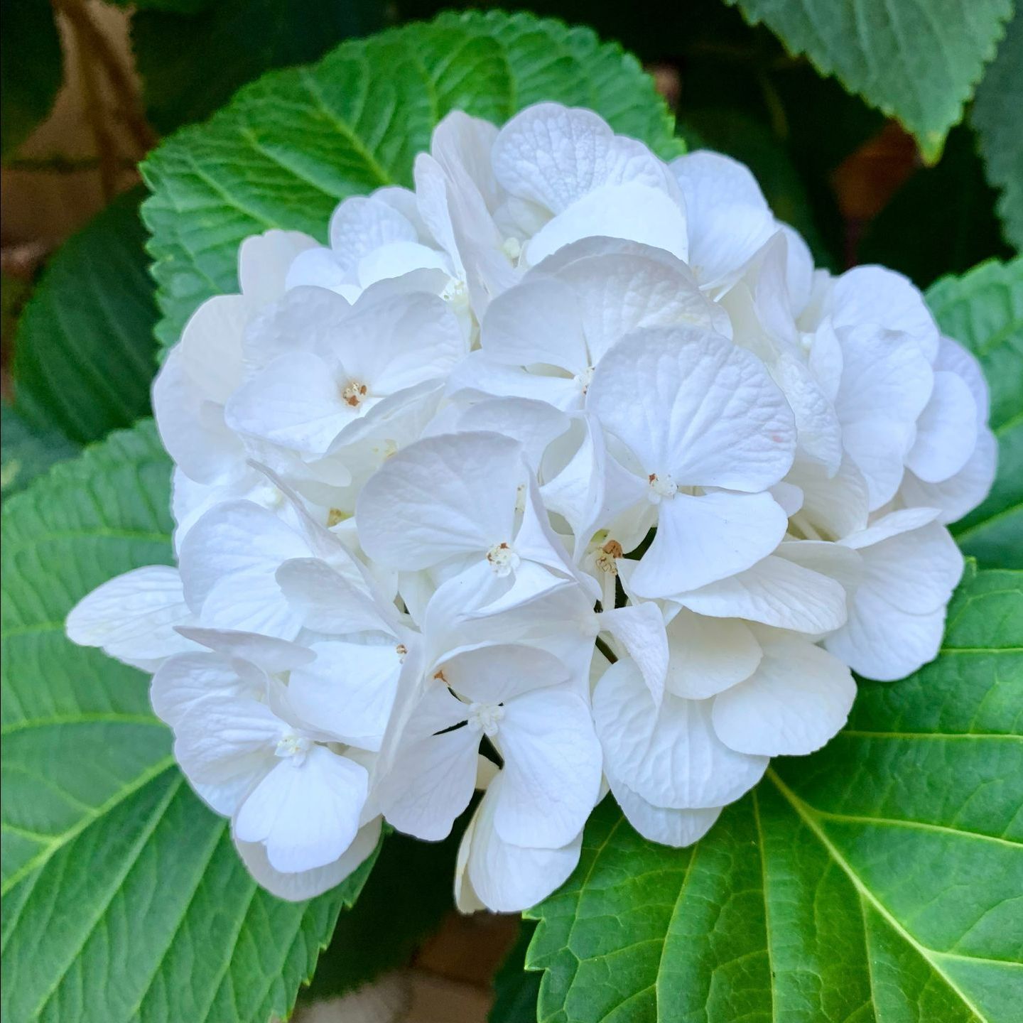 Magnolia : fleur blanche