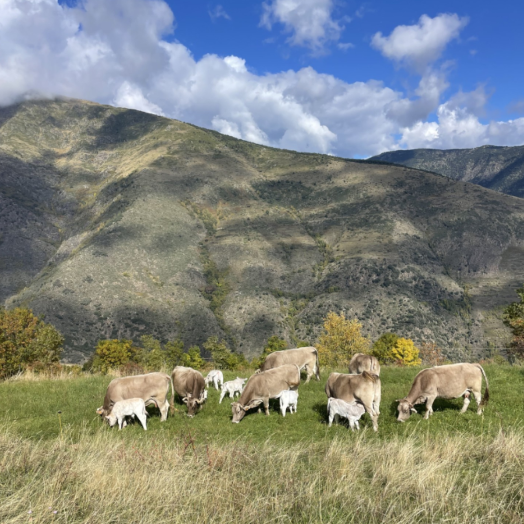 Vacas pastando en un campo verde con un paisaje montañoso de fondo bajo un cielo azul y nublado.
