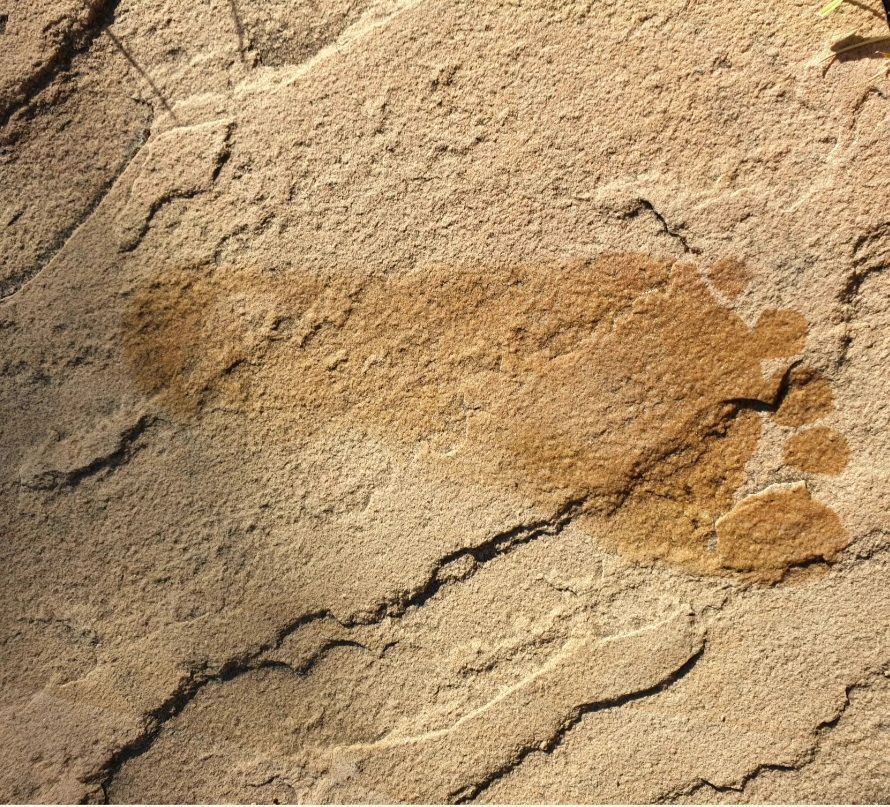 Nachhaltigkeit und ökologischer Fussabdruck