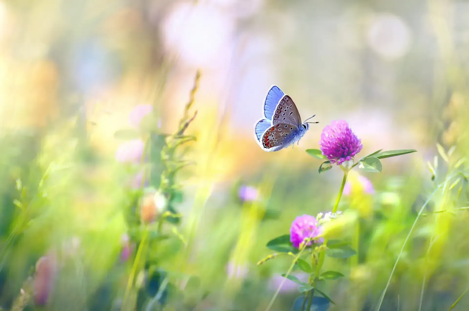 Un papillon bleu plane près d'une fleur de trèfle violet dans un champ ensoleillé.