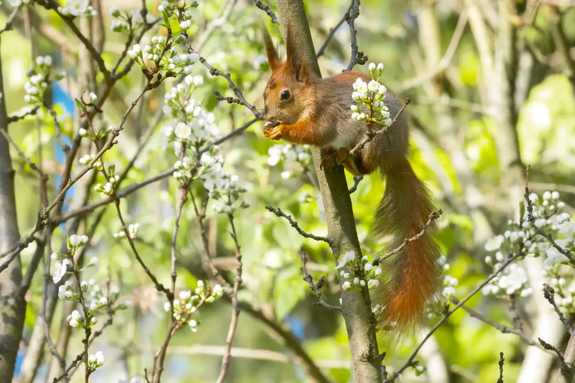 Un écureuil roux mange dans un arbre en fleurs, entouré de fleurs blanches et de feuilles vertes.
