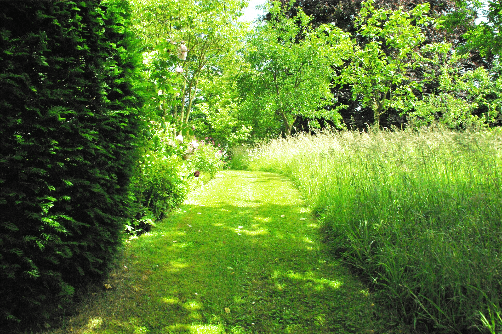 Un chemin herbeux et verdoyant traverse un jardin ensoleillé, bordé de hautes herbes et d'une haie sombre à feuillage persistant.