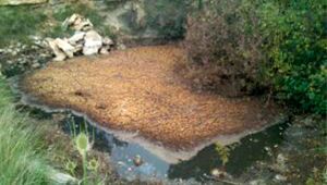 Un gran charco de agua rodeado de árboles y césped.