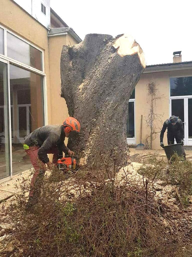 Coupe d'un gros arbre par un professionnel à l'aide d'une tronçonneuse