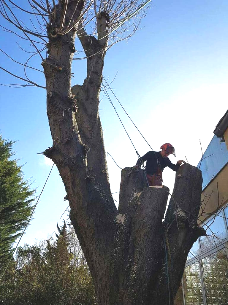 Professionnel élagant un arbre