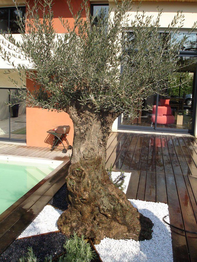 Olivier au milieu d'une terrasse près d'une piscine