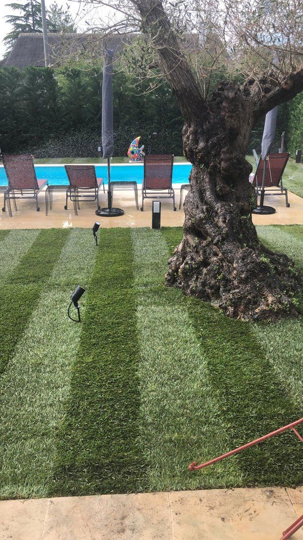 Olivier dans un jardin tondu avec une piscine en fond