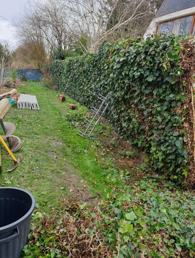 Haie de lierre en cours de taille