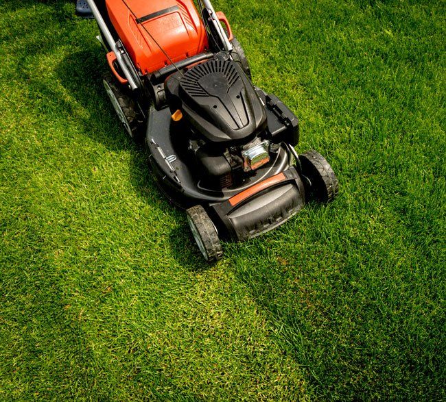 Tondeuse coupant du gazon