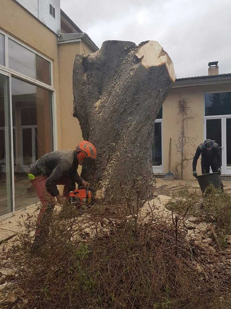 Professionnels en train de couper un arbre