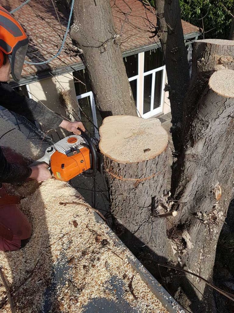 Professionnel coupant la branche d'un arbre depuis un toit