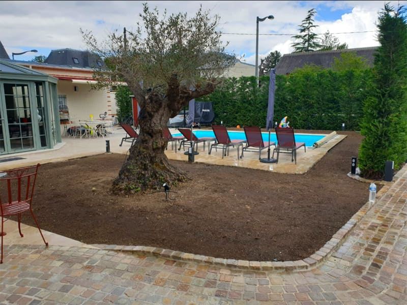 Olivier installé sur un terrain près d'une piscine