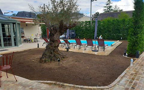 Olivier au milieu d'un terrain près d'une piscine