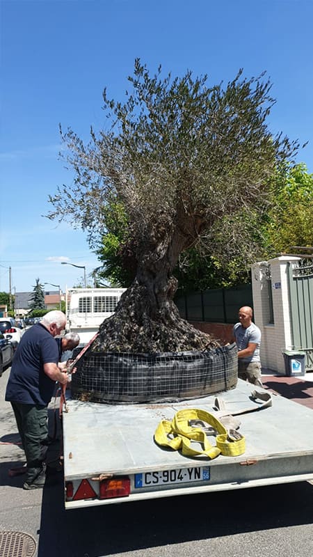 Professionnels transportants un arbre sur une remorque